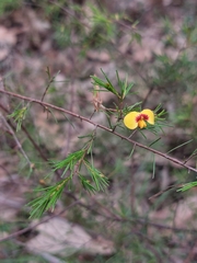 Dillwynia tenuifolia
