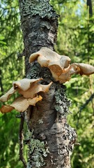 Pleurotus