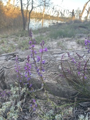 Swainsona microphylla