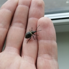 Otiorhynchus