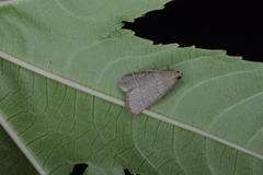 Hypsopygia nostralis
