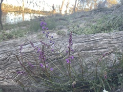 Swainsona microphylla