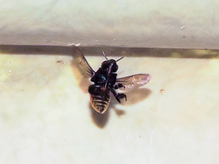 Eufriesea mexicana