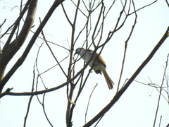 Pycnonotus taivanus × sinensis