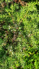 Juniperus communis