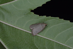 Hypsopygia nostralis