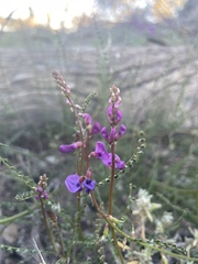 Swainsona microphylla