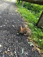 Sylvilagus floridanus