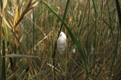 Brephulopsis cylindrica