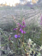 Swainsona microphylla