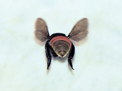 Eufriesea mexicana