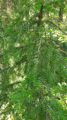 Picea obovata