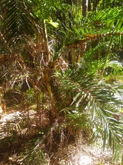 Dypsis lutescens