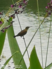 Cinnyris jugularis