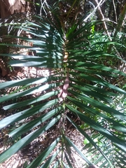 Dypsis lutescens