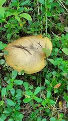 Suillus granulatus