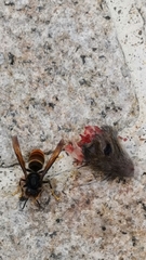 Vespa velutina
