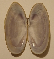 Hiatula nitida