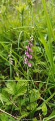 Spiranthes sinensis