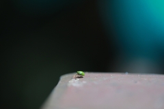 Hemisphaerius chloris