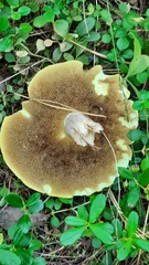 Suillus granulatus