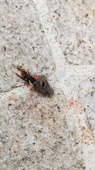 Vespa velutina