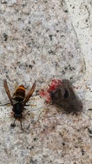 Vespa velutina