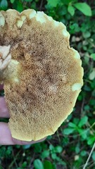Suillus granulatus