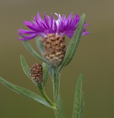 Centaurea jacea