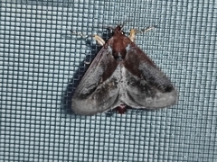 Phocoderma