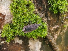 Brachyrhynchus membranaceus