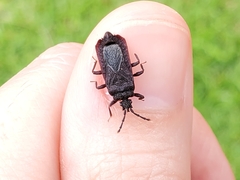 Brachyrhynchus membranaceus