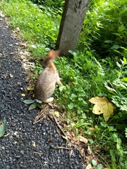 Sylvilagus floridanus