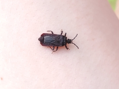 Brachyrhynchus membranaceus