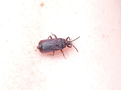 Brachyrhynchus membranaceus