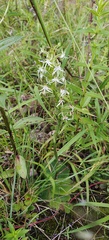 Habenaria delavayi