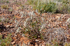 Ptilotus nobilis
