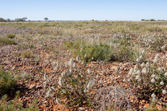 Ptilotus nobilis