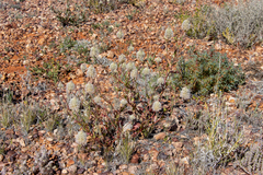Ptilotus nobilis