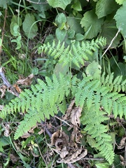 Pteridium tauricum