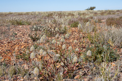 Ptilotus nobilis
