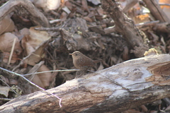 Troglodytes hiemalis