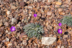 Calandrinia remota