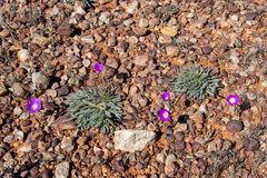 Calandrinia remota