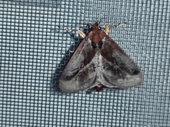 Phocoderma