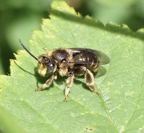 European Yellow Loosestrife Bee, De Geelders, Boxtel, North Brabant, NL, photo 6 of 10