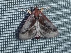 Phocoderma