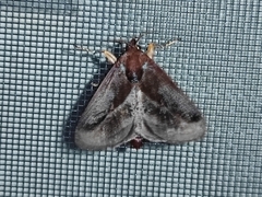 Phocoderma