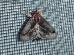 Phocoderma