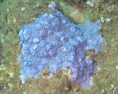 Montipora flabellata